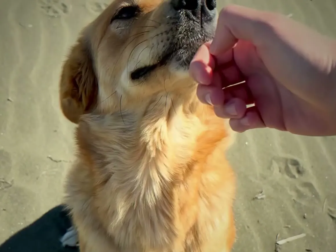 Ein goldfarbener Straßenhund schnuppert an einer ausgestreckten Hand am Sandstrand