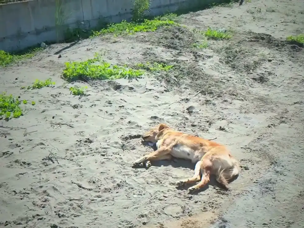 Ein hellbrauner Straßenhund liegt ausgestreckt im Sand neben einer niedrigen Mauer