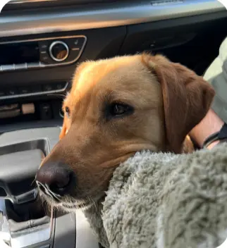 Dänemark mit Hund – hundefreundliche Strände und Restaurants