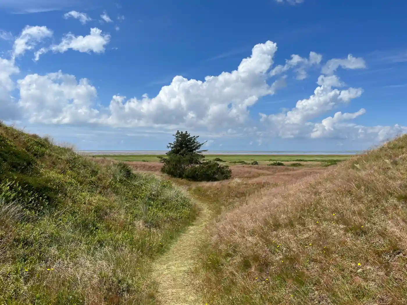 Schmaler Pfad zwischen Dünengras mit Blick auf das Wattenmeer bei blauem Himmel
