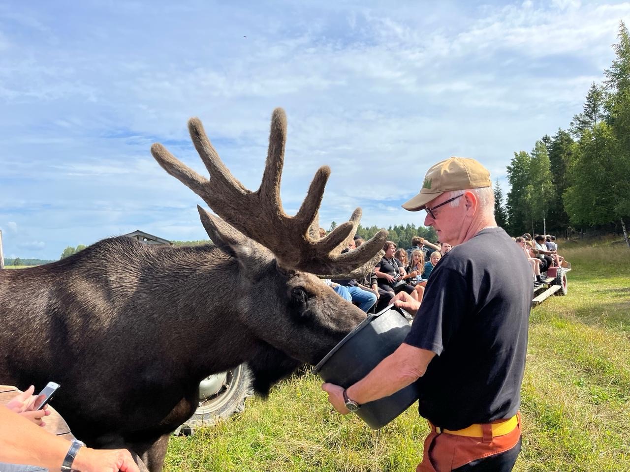 Gårdsjö Älgpark Erfahrungen