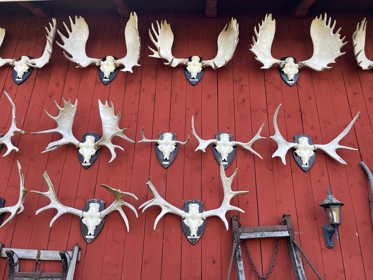 Elch-Geweih Sammlung im Gårdsjö Älgpark - verschiedene Größen und Formen