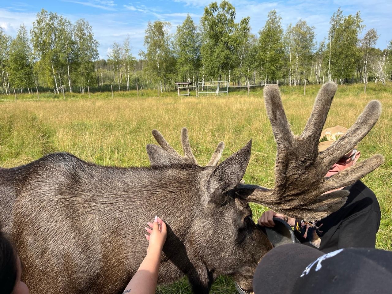 Elchfütterung hautnah - Besucher füttern Elche aus der Hand