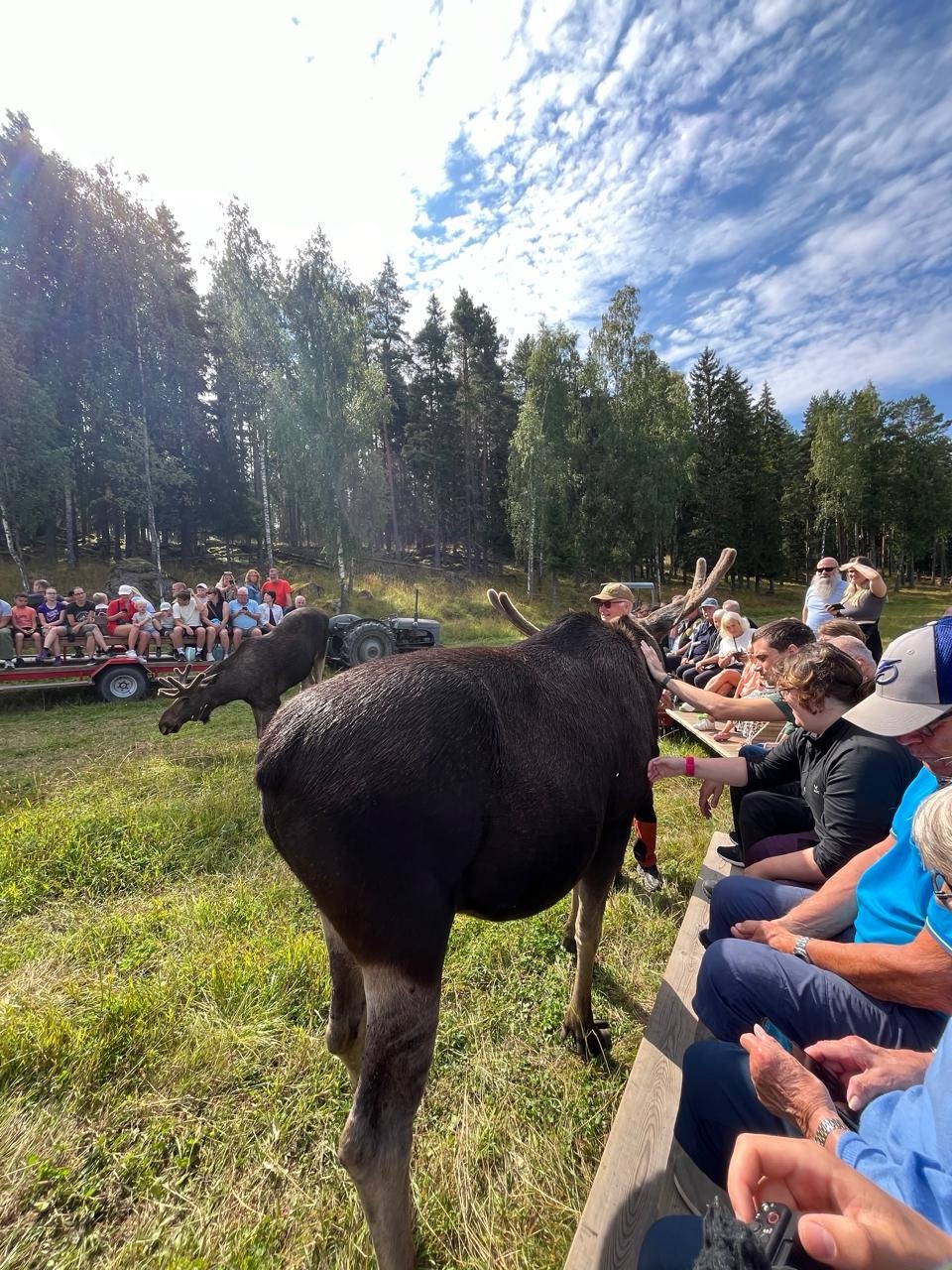 Vergleich der besten Elchparks in Schweden für Camper