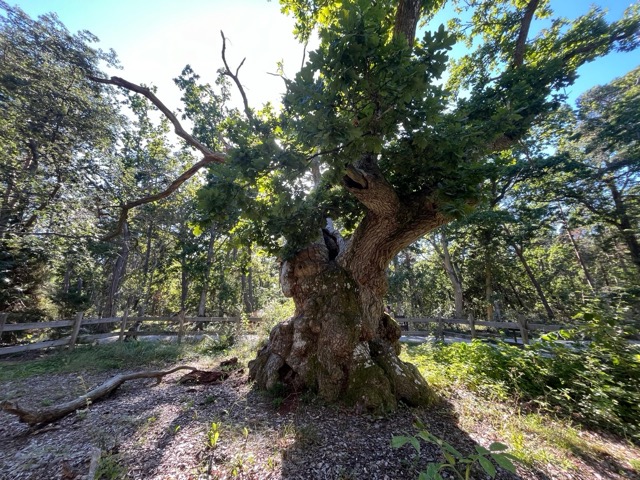 Trollskogen Zauberwald auf Öland - krumme Bäume durch Wind
