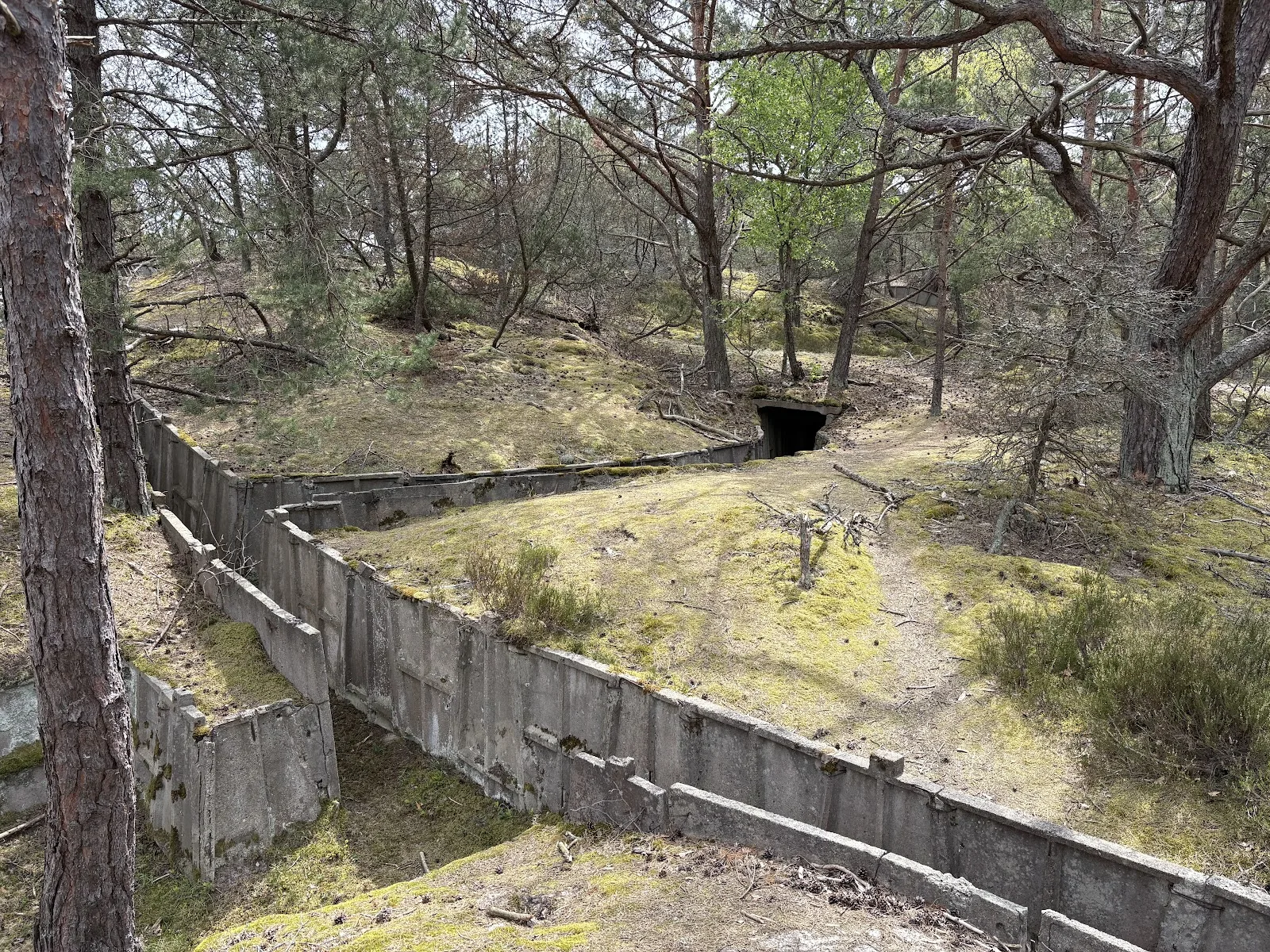 Verlassener Betonbunker im Wald von Hel aus dem Zweiten Weltkrieg