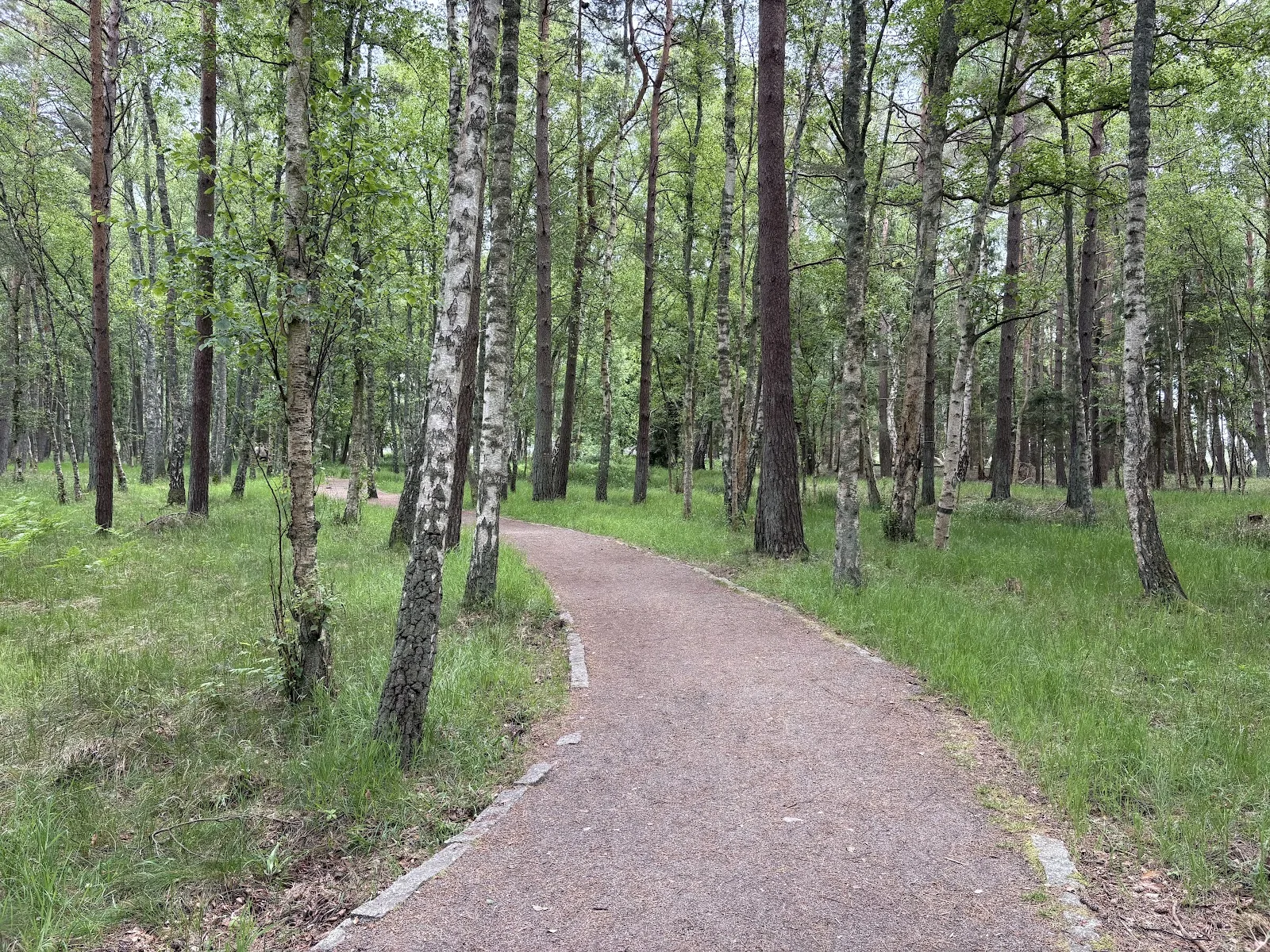 Waldweg durch den Słowiński-Nationalpark Richtung Wanderdüne