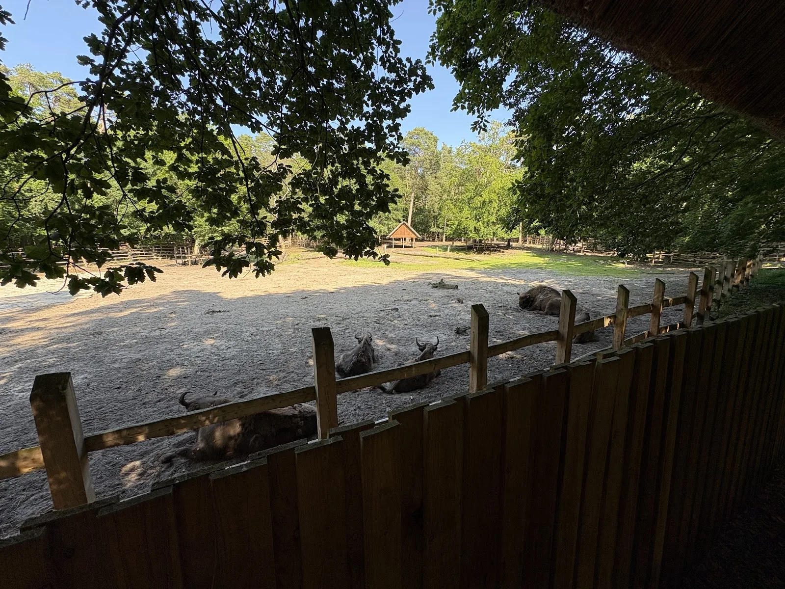 Wisente in der Schauanlage im Wolin-Nationalpark bei Misdroy