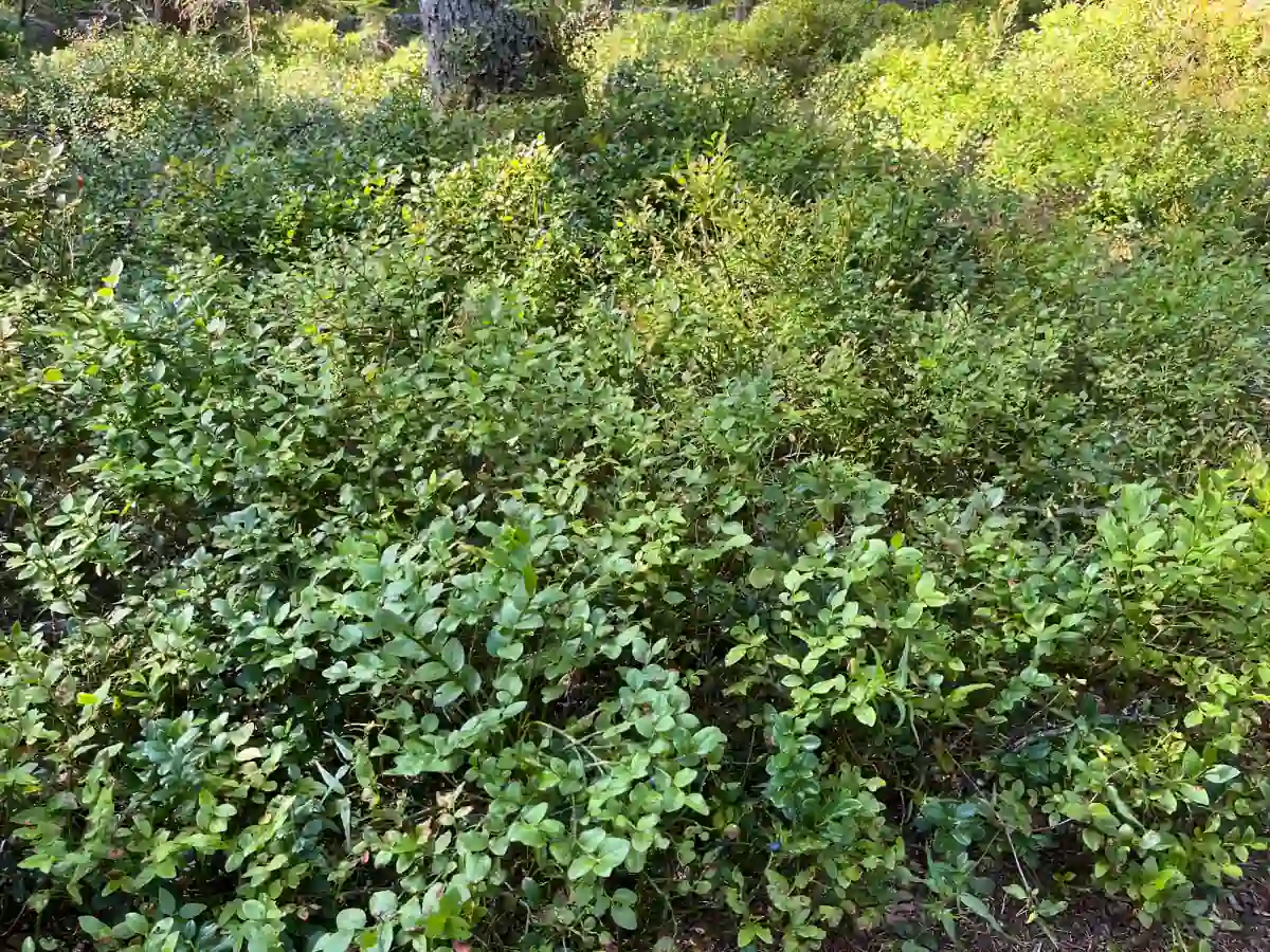 Dichte Blaubeersträucher auf dem Waldboden im schwedischen Wald
