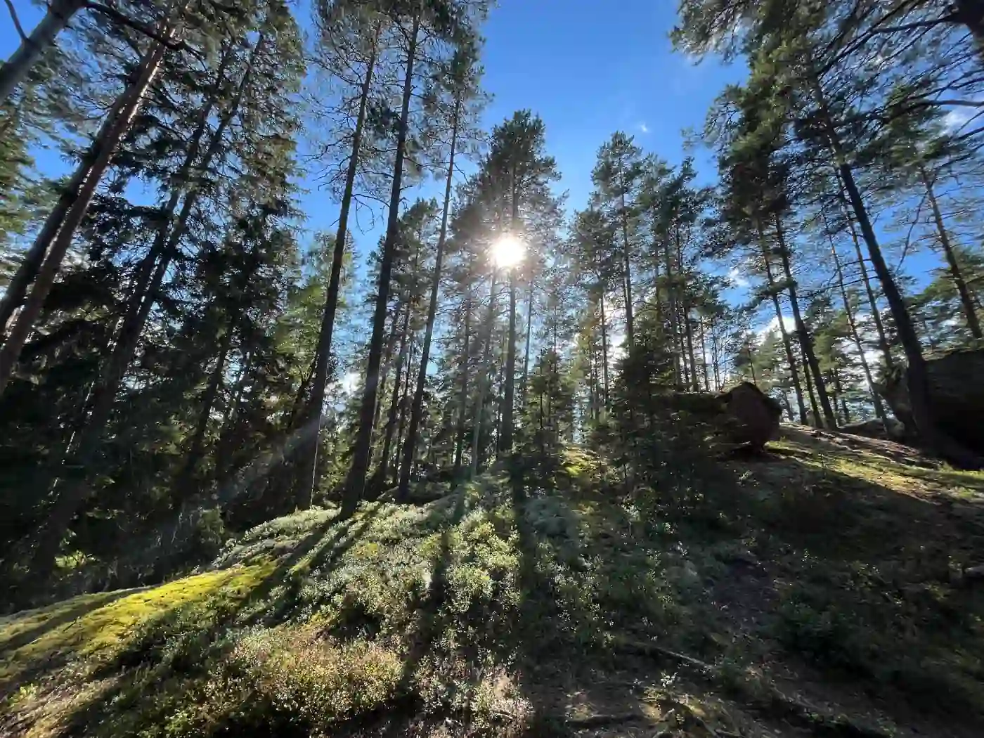 Sonne zwischen hohen Kiefern über moosbewachsenen Felsen im Tiveden Nationalpark