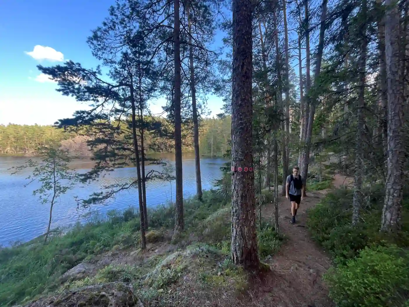 Blick über einen klaren Waldsee im Tiveden Nationalpark mit Kiefern am Ufer und einem Wanderer auf dem Pfad